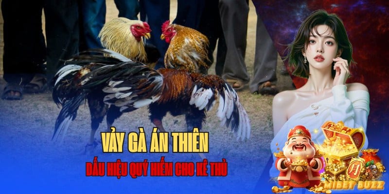 Vảy gà án thiên Mibet
